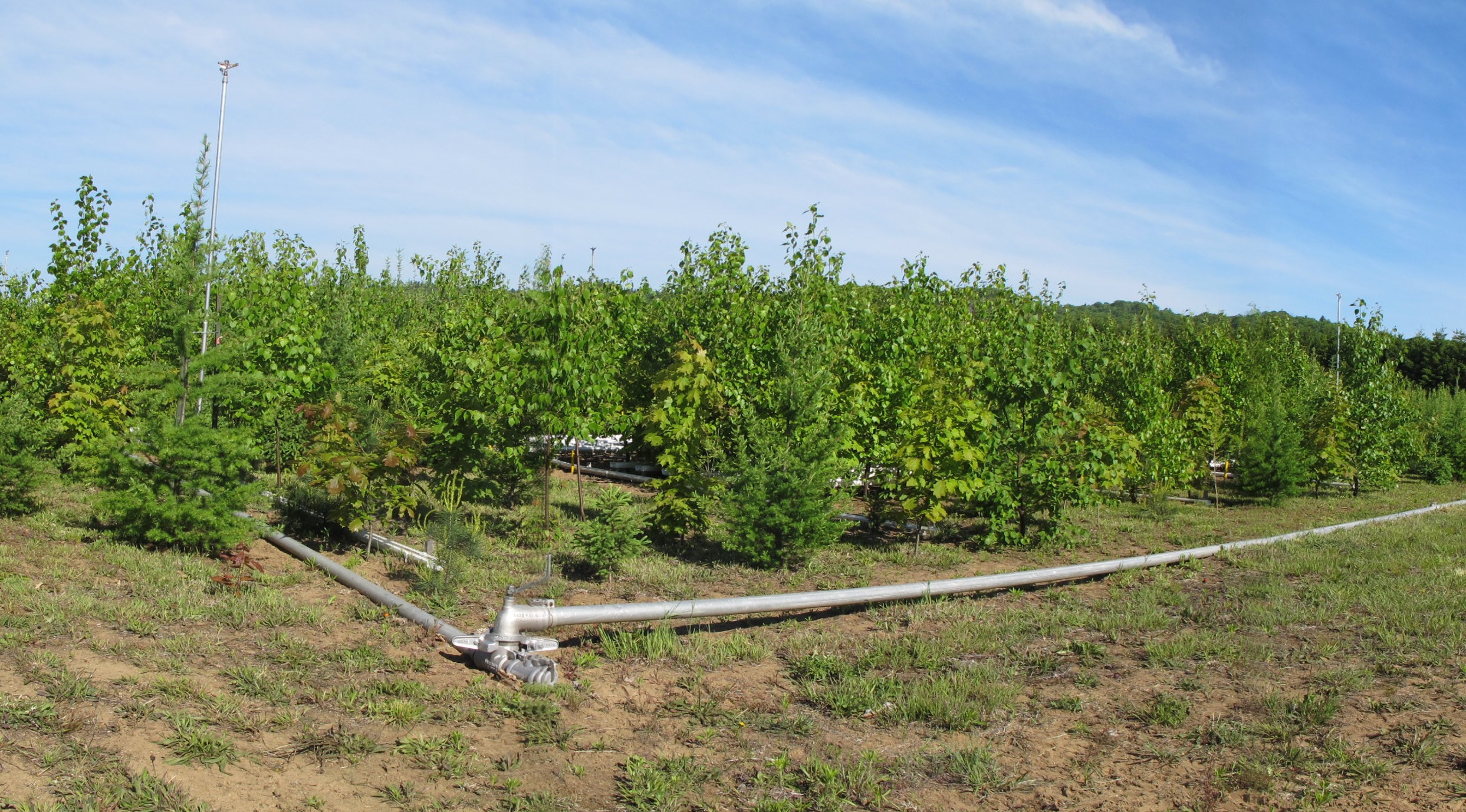 irrigation treatment